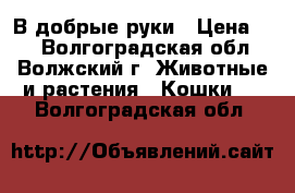 В добрые руки › Цена ­ 1 - Волгоградская обл., Волжский г. Животные и растения » Кошки   . Волгоградская обл.